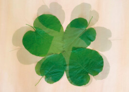 Mother Of Pearl Doming Chaves 2025 Lost pieces found parts Flora Pontemporary Kulturdrogerie